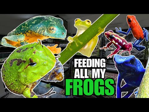 FEEDING ALL MY FROGS! Poison Frogs, Pacman Frogs, Glass Frogs and more!