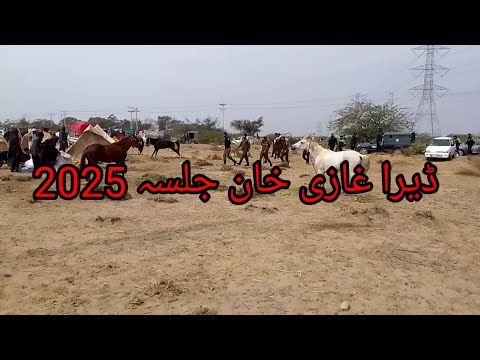 Dera Ghazi Khan aspa mela 25.2.2025 dg Khan horse Mandi festival 2025