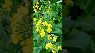 Canola Flowers