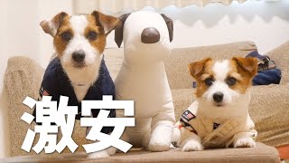 口コミで知ったDOGDEPTの在庫処分特別セールでへそくり使い切った/ジャックラッセルテリア