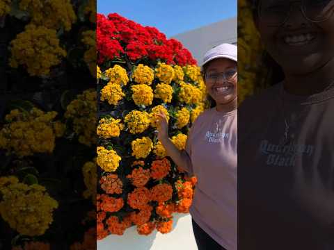 #flowerfarm #expodoha2023 #flowers #flowerfestival #doha #qatar #ytshorts #youtubeshorts