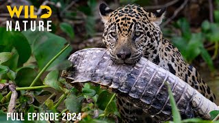 WILD AMAZON | Mysteries of the Ultimate Predators | Animal documentary