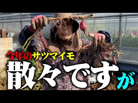 【たくさん着かない理由がわかったかも・・・】植えた時期違いのサツマイモの収穫していたら、いろいろ気付きがありました【土佐紅】【鳴門金時】【サツマイモ】【収穫】