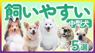 初心者に人気の飼いやすい中型犬５選