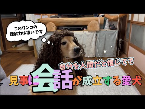 【理解力が凄い犬】人間並みに会話が成立する愛犬ホットくん