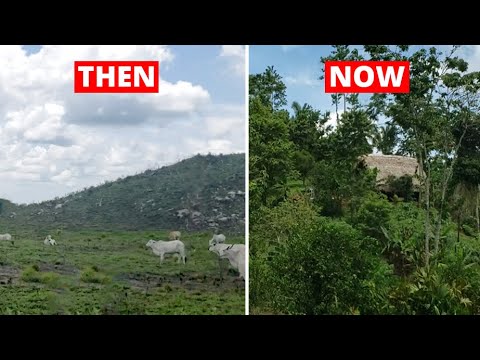 In 1 Year, Family Turn Degraded Land into Self Sufficient Off Grid Homestead