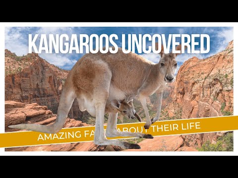 Kangaroos Uncovered: Amazing Facts About Their Life, Habits, and Daily Routines!