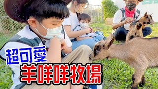 高雄親子｜超可愛羊咩咩牧場 水流莊牧場 - 恩恩老師EanTV