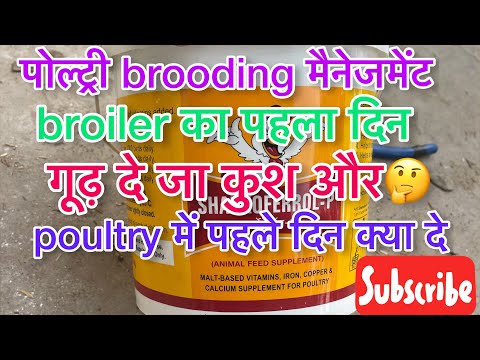 brooding के टाइम ब्रॉयलर को गूढ़ दे जा कुश और पूरा video।।Full information about broiler brooding