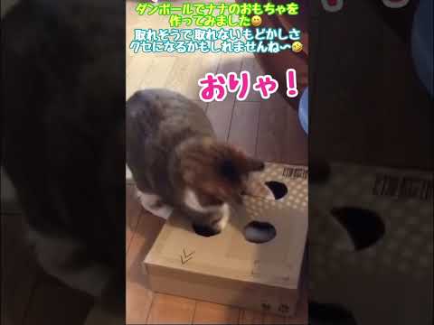 手作りダンボールおもちゃで遊ぶネコ　cat playing with cardboard