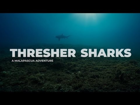 Thresher Sharks