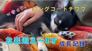 ロングコートチワワお出迎え〜1才成長記録【チワワ】【子犬】