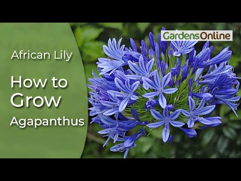 Agapanthus praecox - African Lily