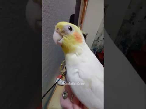 Adorable Cockatiel Milo's Cute Singing Moments #cockatielscraze #birdsinging #cutepets