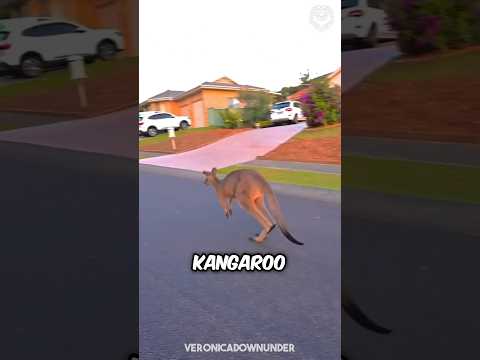 How to survive a kangaroo attack… 🦘