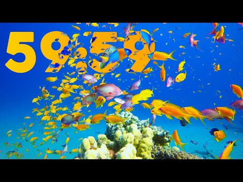 60 Minute 4K Aquarium Countdown with Relaxing Piano Music 🐠🎹