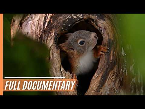 A Vibrant Celebration of Spring's Magic and Animal Adventures | Full Documentary