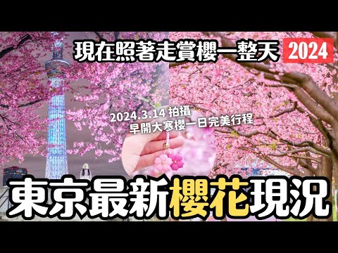 2024現正盛開的東京早開櫻花一日遊🌸東京的公園太強啦！外加小眾絕美埼玉櫻花寺院｜隅田公園 上野公園 汐入公園大寒櫻｜埼玉密藏院安行櫻｜東京 4K Vlog