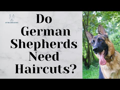 Do German Shepherds Need Haircuts?