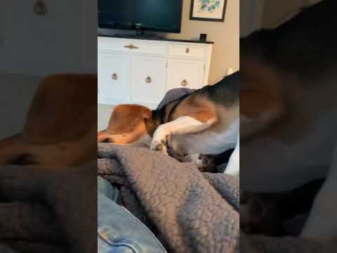 Cute dog rolling around  on couch