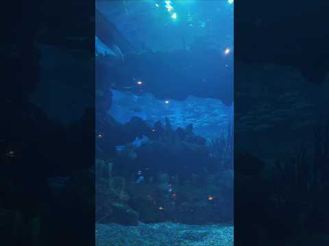 BEST EPCOT restaurant aquarium views 🐟 #disney