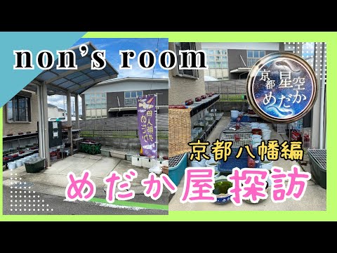 【メダカ】京都でめだか屋探訪！初めましてのめだかちゃんいた！