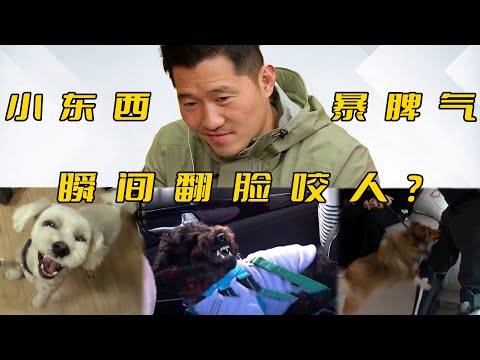 【合集】這些狗咬人速度極快，訓犬師都被嚇到爆粗口！