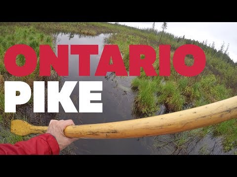 I Found a SECRET Lake and It Was STUFFED With Fish! (60+ Pike Day)