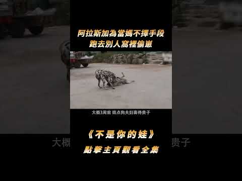 阿拉斯加為當媽不擇手段，跑去別人窩裡偷崽，沒懷孕也能分泌母乳#shorts