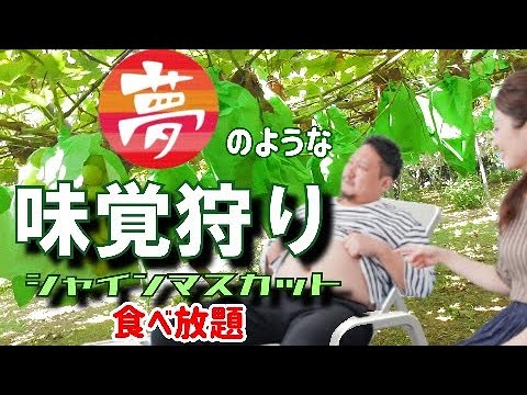 シャインマスカット狩り【高級フルーツを食べまくる】予約不要/三重県/フルーツ狩りEat lots of luxurious fruits