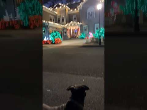 🐕‍🦺🎄#puppy #shortsviral #dog #viralvideos #fyp #shorts