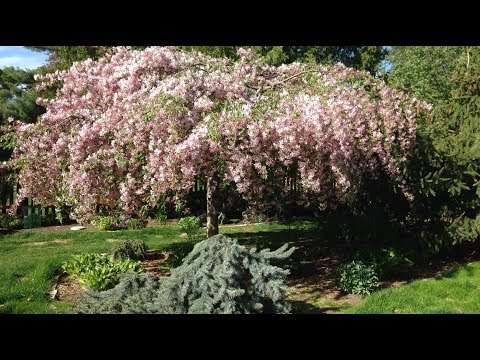 Trees: Take a Garden Tour for High Impact Garden Design!