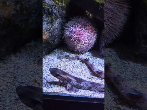 European plaice (Pleuronectes platessa), Small-spotted Catshark (Scyliorhinus canicula) - Sea Urchin