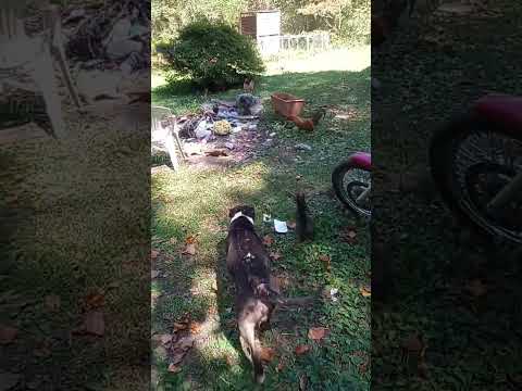 Dog takes the bread roll!! #tennessee #chicken #funnyvideo