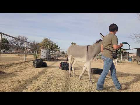 Working with Sancho through the trash bag tunnel and introducing a new tire #donkeytraining