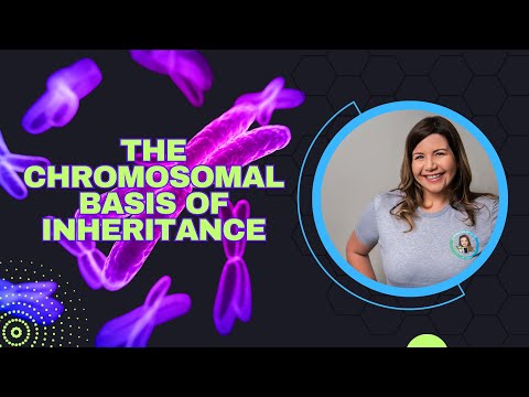 The Chromosomal Basis of Inheritance (Bio Ch. 15)