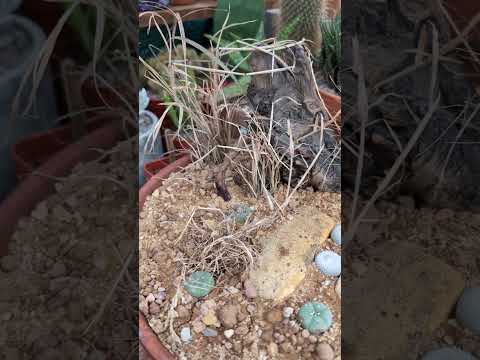 Habitat-style staging of lophophora williamsii and epithelantha micromeris.