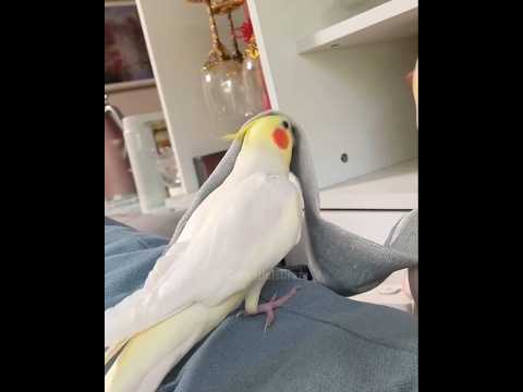 Adorable Cockatiel Milo's Cute Singing Moments #cockatielscraze #birdsinging #cutepets