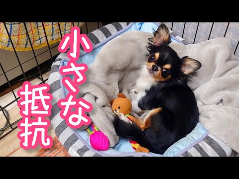 拗ね方が可愛い愛犬チワワ☆たまにはこんな日もあるよね～♪