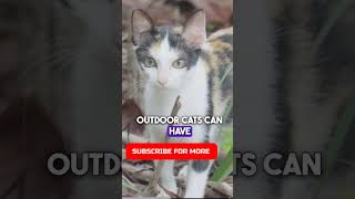 Territory Wars For Your Cats #shortfeed  #pets #playfulpaws #short