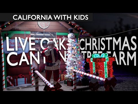 Live Oak Canyon Christmas Tree Farm For Families