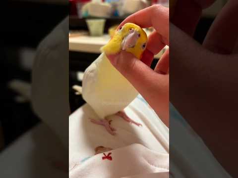 Cockatiels are super cute buddies, right? 🥰🦜 #cockatielscraze #birdscharm #cockatiel