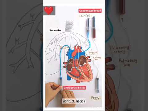 working model of heart #heart #how heart work #bloodcirculation