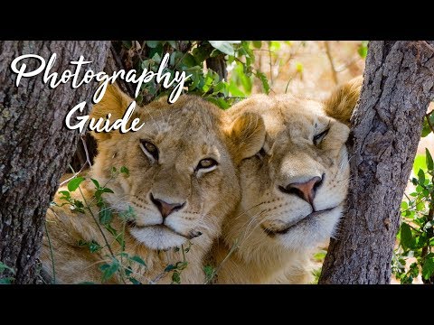 Safari Photography Tips for Beginners