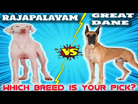 Rajapalayam VS Great Dane - Comparison