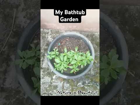 My Bathtub Garden. #nature #garden #vegetables #waterleaf