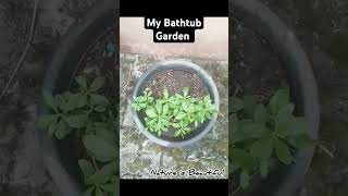 My Bathtub Garden. #nature #garden #vegetables #waterleaf