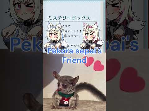 FuwaMoco Wants "Pekora's Fucking Monkey" so Bad Even if it Means Auctioned Their Friends