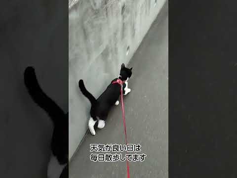 キャンプ猫のみぃちゃんの日課、散歩