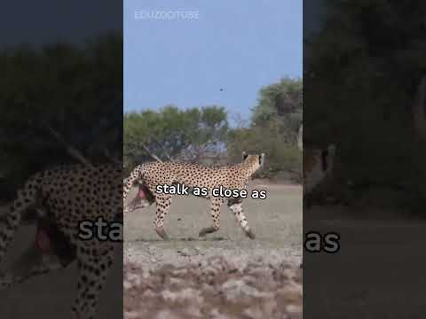 fastest land animal in the world #wildlife #shorts